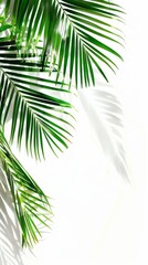 Fototapeta premium palm leaf isolate on white background clipping path