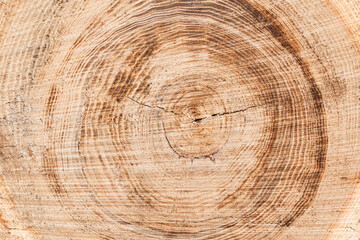 Naklejka premium Background cross-section of a log with contrasting rings and cracks. Abstract wood texture