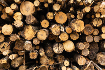 A pile of many cut trees, a view of the cross sections of the trunks. Natural type of wood during logging. Natural abstract background