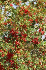Ilex vomitoria or Yaupon Holly, red berries on large shrub under blue sky