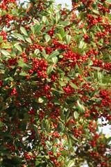 Ilex vomitoria, commonly known as Yuapon Holly in Florida nature