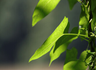 green leaves, beautiful leaves, sunshine on leaves, nature, creeper, beautiful sun light, light...