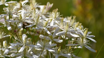 white flowers of fragrant clematis in summer outdoors closeup