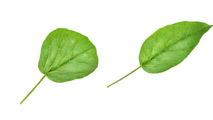 green leaf isolated on white background , transparent png image