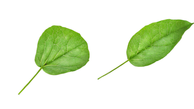 green leaf isolated on white background , transparent png image