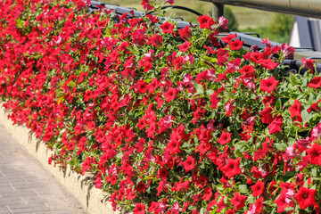 red blooming petunias in pots on the wall as a decoration in the city or park