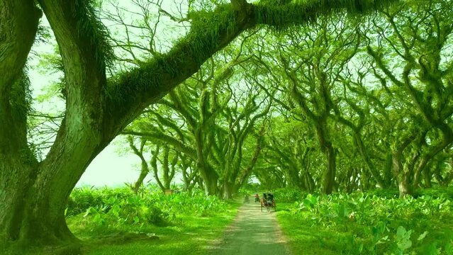Aerial view on chariot rides in magical rainforest.