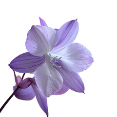 Fototapeta premium Delicate Lavender Flower in Bloom, isolated on transparent background.