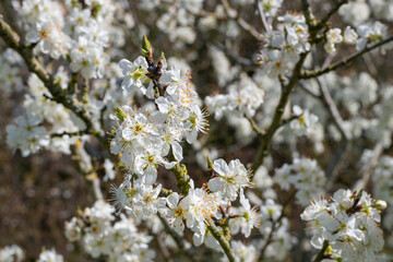 Close up of chickasaw plum (prunus angustifolia) blossom