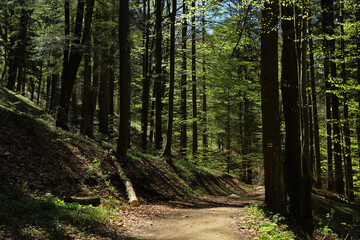 Footpath in the forest near Duszatyn lakes in Bieszczady Mountains, Poland