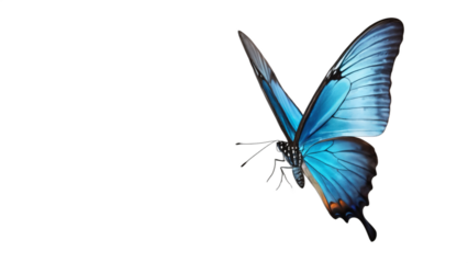 blue morpho butterfly isolated on white background , transparent png image