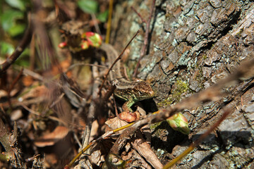 Sand lizard in Bieszczady mountains, Poland