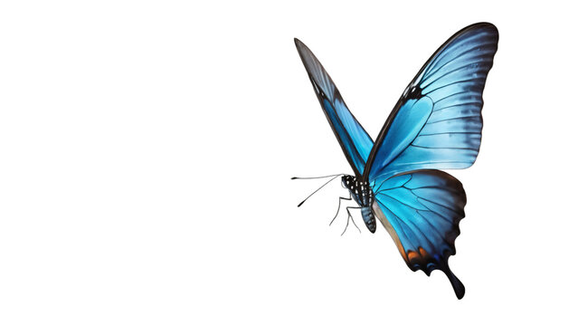 Fototapeta blue morpho butterfly isolated on white background , transparent png image