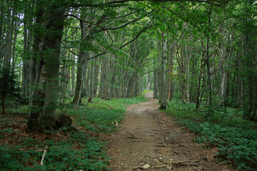 Footpath in the forest near Okraglik peak in Bieszczady Mountains, Poland