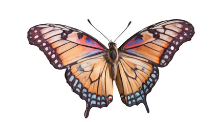 Obraz premium butterfly isolated on white background , transparent png image