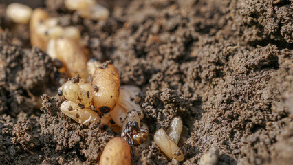 Ant's nest with many eggs Macro shot with shallow depth of field of ant eggs and larvae. Newly hatched ant and eggs in the anthill. 