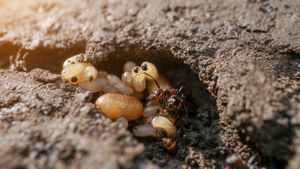 Ant's nest with many eggs Macro shot with shallow depth of field of ant eggs and larvae. Newly hatched ant and eggs in the anthill. 