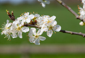 Close up of chickasaw plum (prunus angustifolia) blossom