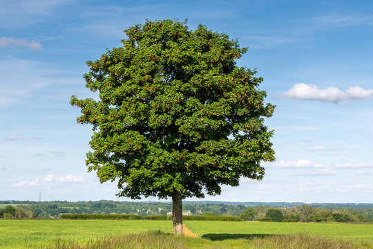 field maple