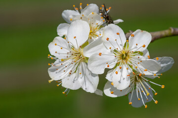 Close up of chickasaw plum (prunus angustifolia) blossom