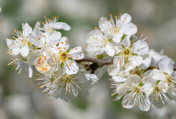 Close up of chickasaw plum (prunus angustifolia) blossom