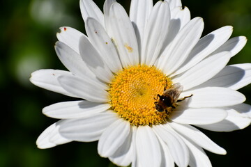 Honey bee chilling on daisy.