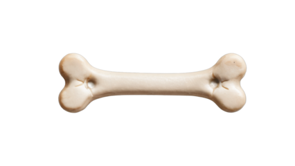 bone of dog isolated on white background , transparent png image