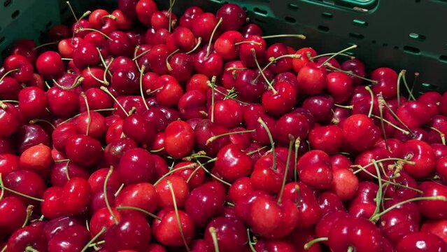 Close-up of pile of ripe juicy cherries at farmer's market in city. Cherries in plastic boxes.