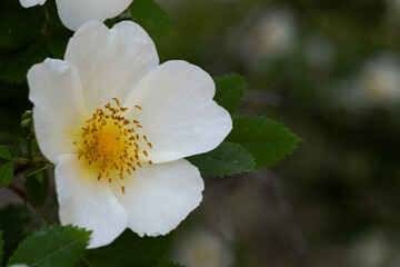 Flower bud of a budding rosehip on a green background of foliage.
