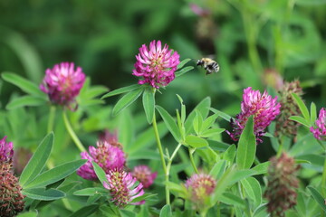 Trifolium rubens known as red feathers in summer garden.