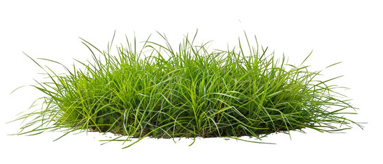 Lush Green Grass Bunch  isolated on transparent png, for Natural Themes, nature-themed designs, landscaping concepts, and digital marketing presentations.