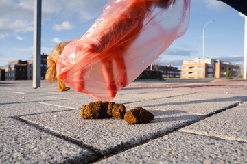 Close-up of a hand of an anonymous person picking up a dog poop with a hygienic bag in the city at dawn. Concept of hygiene and citizen responsibility of pet owners