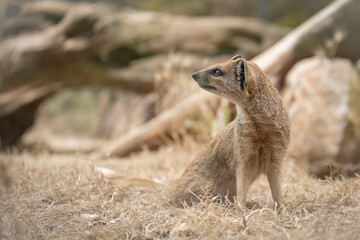 Zoo Sanary-sur-Mer (2024-06)