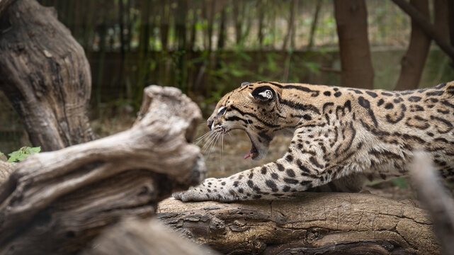 Zoo Sanary-sur-Mer (2024-06)