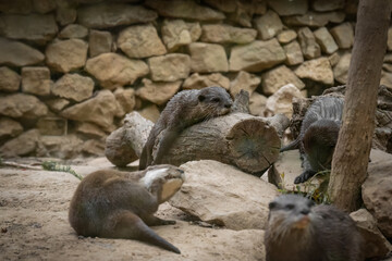 Obraz premium Zoo Sanary-sur-Mer (2024-06)