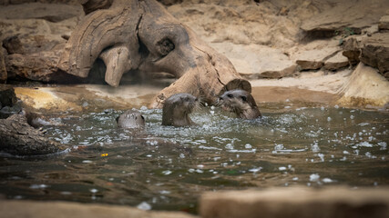 Zoo Sanary-sur-Mer (2024-06)