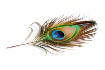 Obraz premium Detailed photo of a singular peacock feather, with its iridescent colors and intricate patterns, isolated on a white background