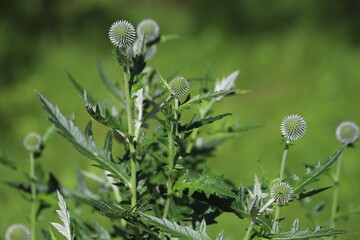 Echinops ritro known as globe thistle, small globe thistle.