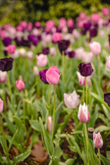 Field of lilac and pink tulips in spring, selective focus