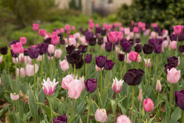 Field of lilac and pink tulips in spring, selective focus