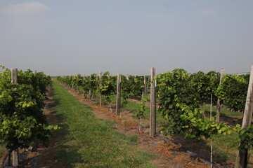 Grape Vines in a vineyard in South Texas