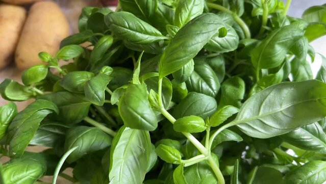 Basil and rosemary in top view, rotary tracking shot on green basil and rosemary leaves in bunches