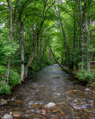 The Doe River, a tributary of the Watauga River, runs through the forest in Roan Mountain State Park in Tennessee. It flows from just south of Roan Mountain State Park to Elizabethton.