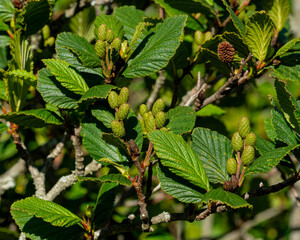 The developing fruit or catkins of Green Alder, Alnus viridis, growing in a meadow in Carver's Gap...