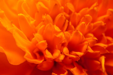 Orange flowers and very close up shot. 