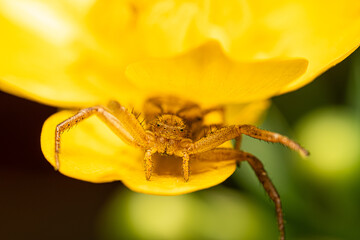 A macro shot of a crab spider waiting on a yellow flower.