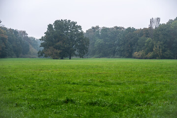 zielona polana w lesie lub w parku