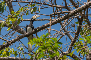 hornbill Anthracoceros Albarostris in the forest of 