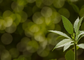Sprout on a green background close-up. Generative AI