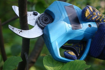 Pruning trees with electric pruning shears branch cutter automatic with battery to easyprune branches of trees. Gardening electric tool equipment.